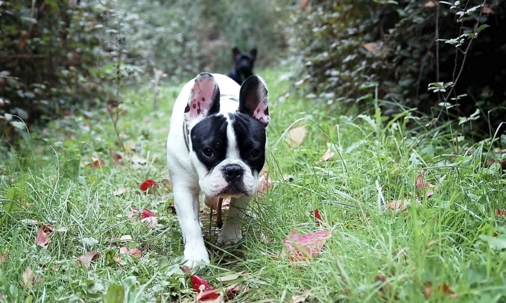 5 Benefits of Regular Dog Walking for Your Furry Friend