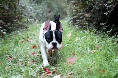 5 Benefits of Regular Dog Walking for Your Furry Friend