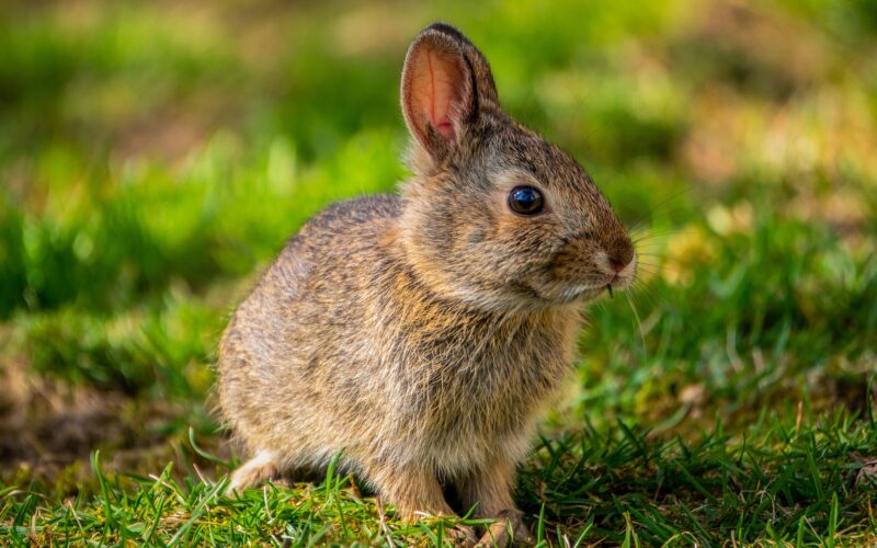 Woodford Green Dog Walking Service