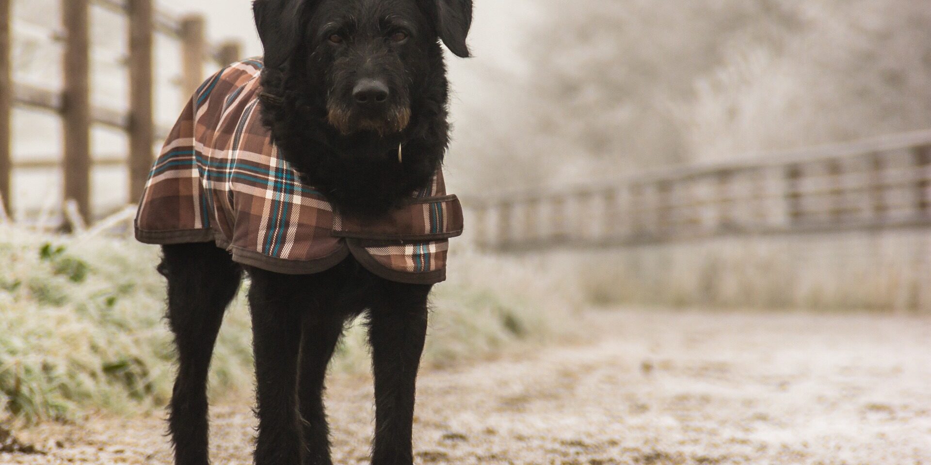 5 Benefits of Regular Dog Walking for Your Furry Friend