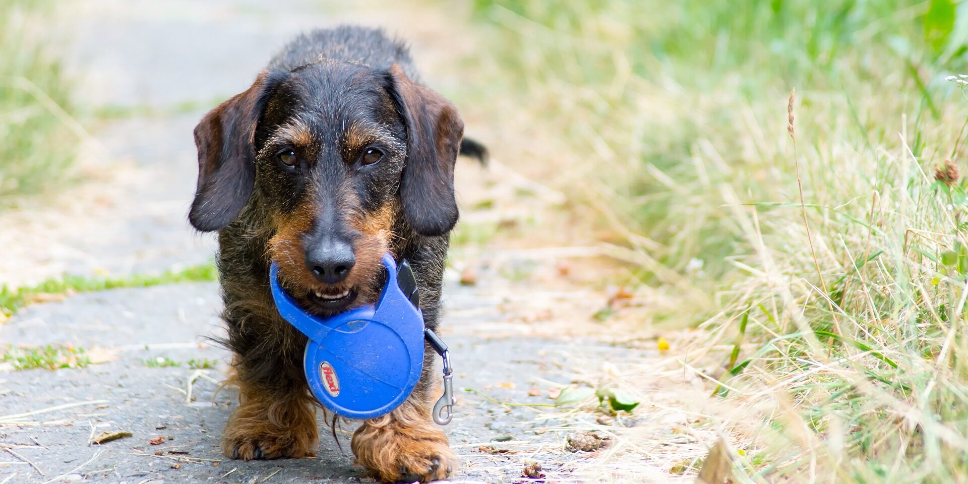 Our Personalized Dog Walking Services: How We Cater to Your Dog’s Needs Our Personalized Dog Walking Services: How We Cater to Your Dog's Needs