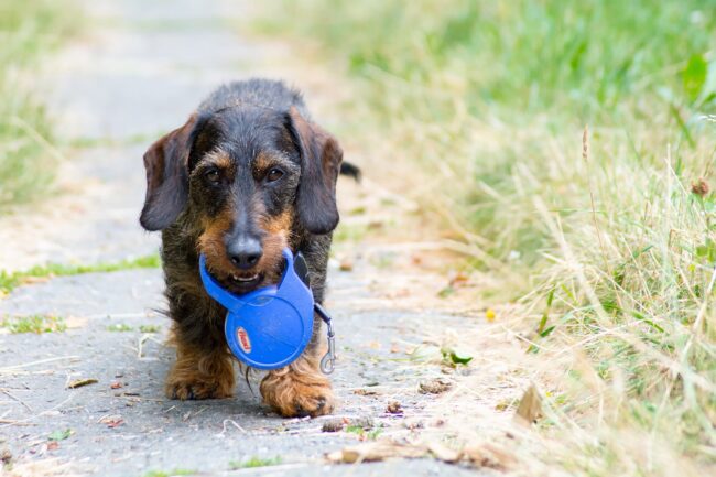 Our Personalized Dog Walking Services: How We Cater to Your Dog’s Needs Our Personalized Dog Walking Services: How We Cater to Your Dog's Needs