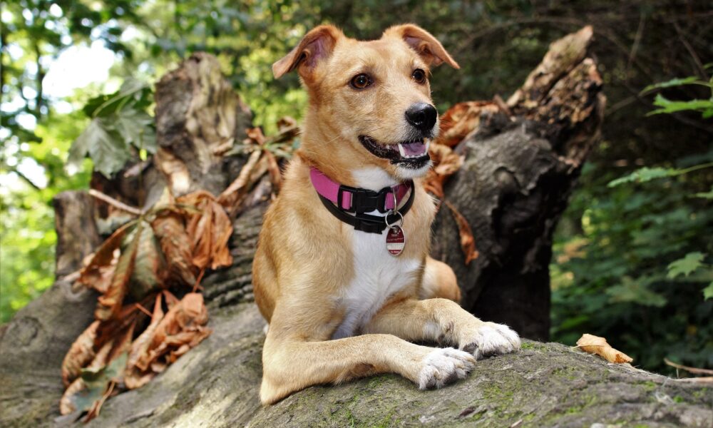 Woodford Green Dog Walking Service