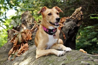 Woodford Green Dog Walking Service