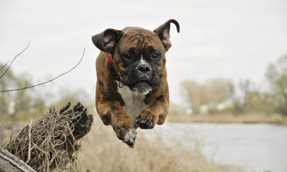 5 Benefits of Regular Dog Walking for Your Furry Friend