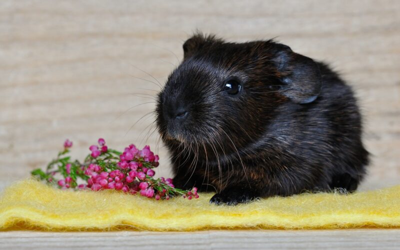 Woodford Green Dog Walking Service