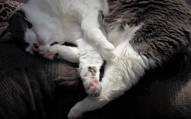 Woodford Green Dog Walking Service