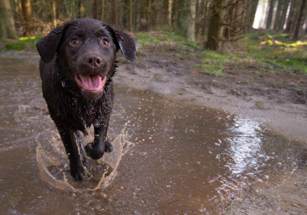 Woodford Green Dog Walking Service