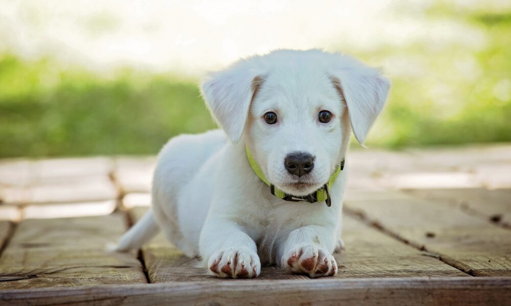 Puppy Love: Tips for Socializing Your New Furry Family Member