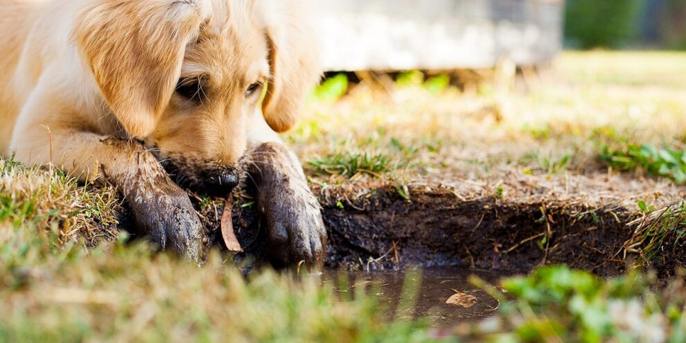 Puppy Love: Tips for Socializing Your New Furry Family Member